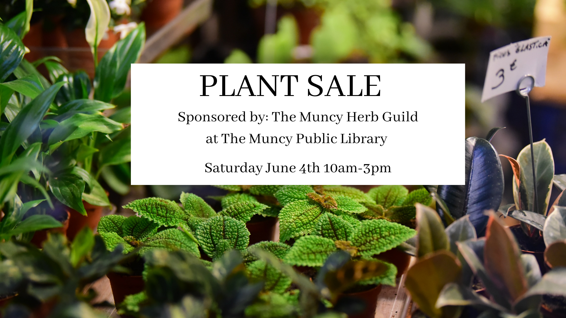 Read more about the article Plant Sale